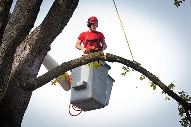 Residential Tree Removal in Greenbrier, AR